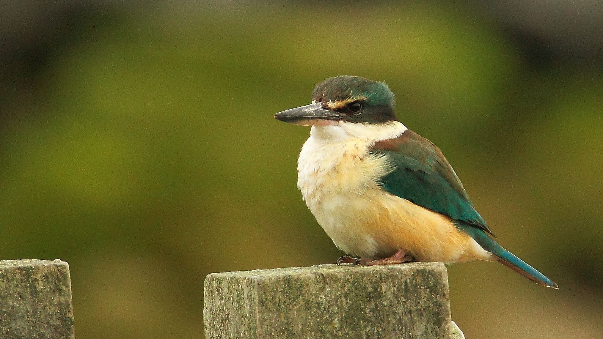 Tamron SP 150-600mm F5-6.3 Di VC USD sample photo. Kingfisher photography