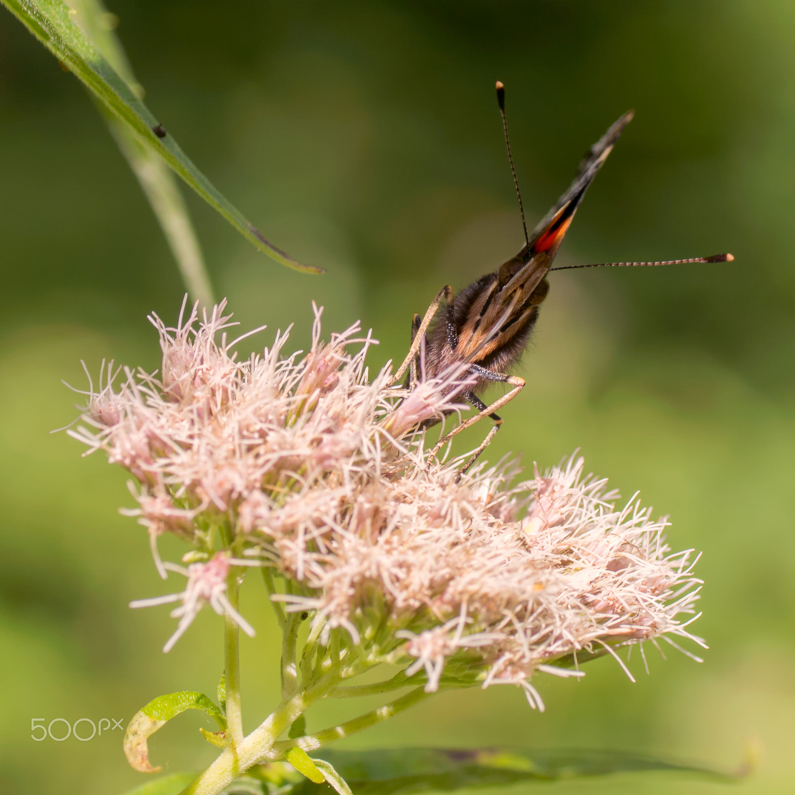 Sony ILCA-77M2 + Tamron SP AF 90mm F2.8 Di Macro sample photo. Butterfly front photography