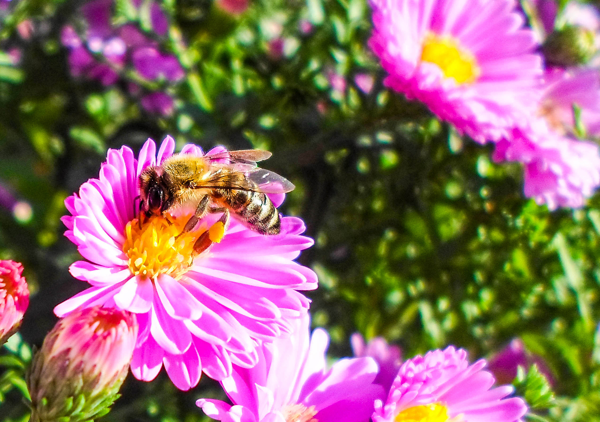 Samsung ES95 sample photo. Worker bee at work! photography