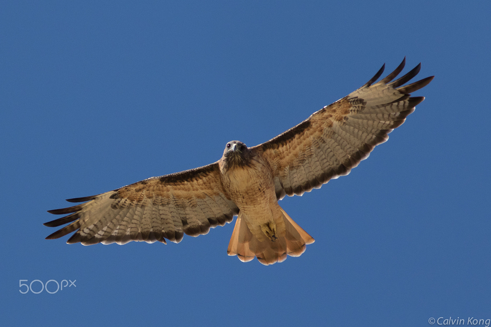 Canon EOS 7D Mark II + Canon EF 400mm F5.6L USM sample photo. Red-tailed hawk photography