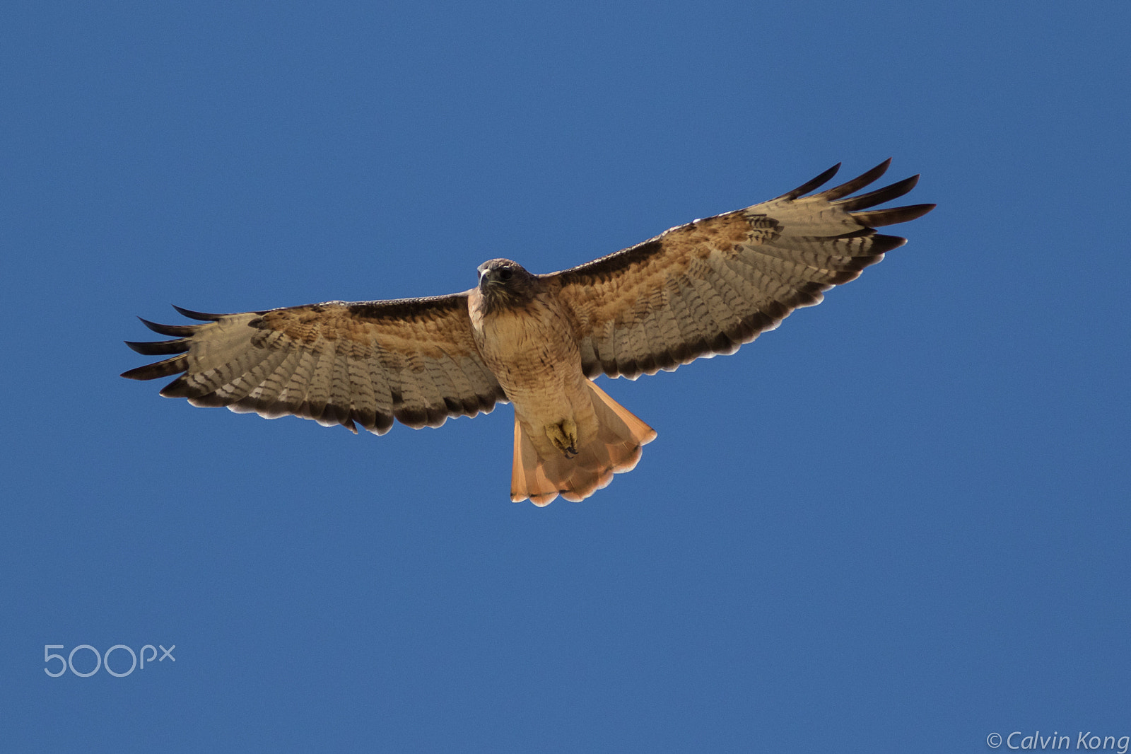Canon EOS 7D Mark II + Canon EF 400mm F5.6L USM sample photo. Red-tailed hawk photography