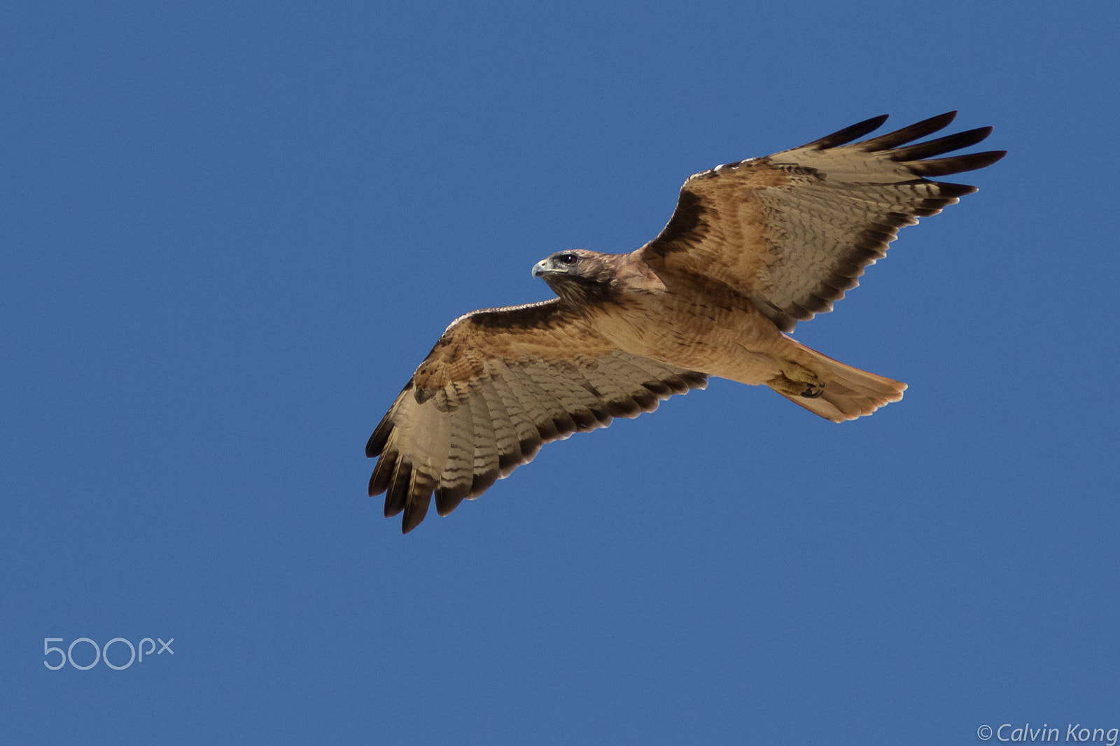 Canon EF 400mm F5.6L USM sample photo. Red-tailed hawk photography