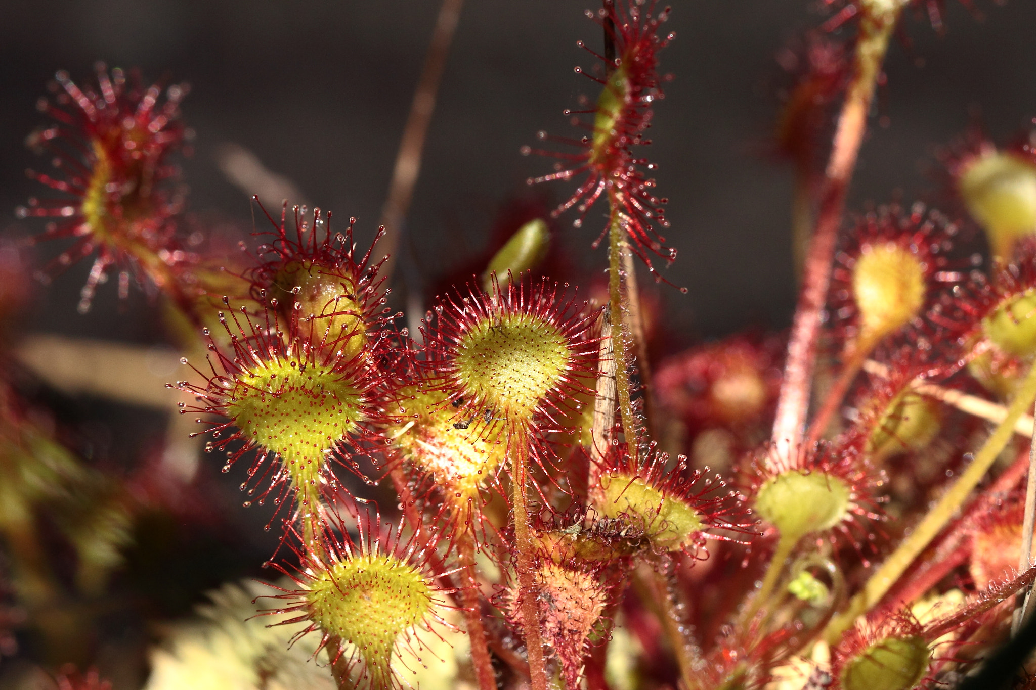 Canon EOS 50D sample photo. Drosera rotundifolia photography