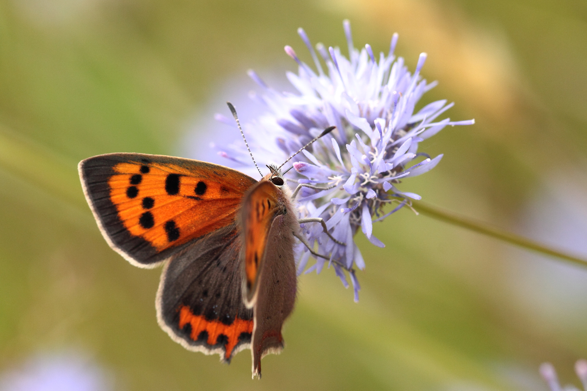 Canon EOS 50D sample photo. The common copper , lycaena phlaeas photography