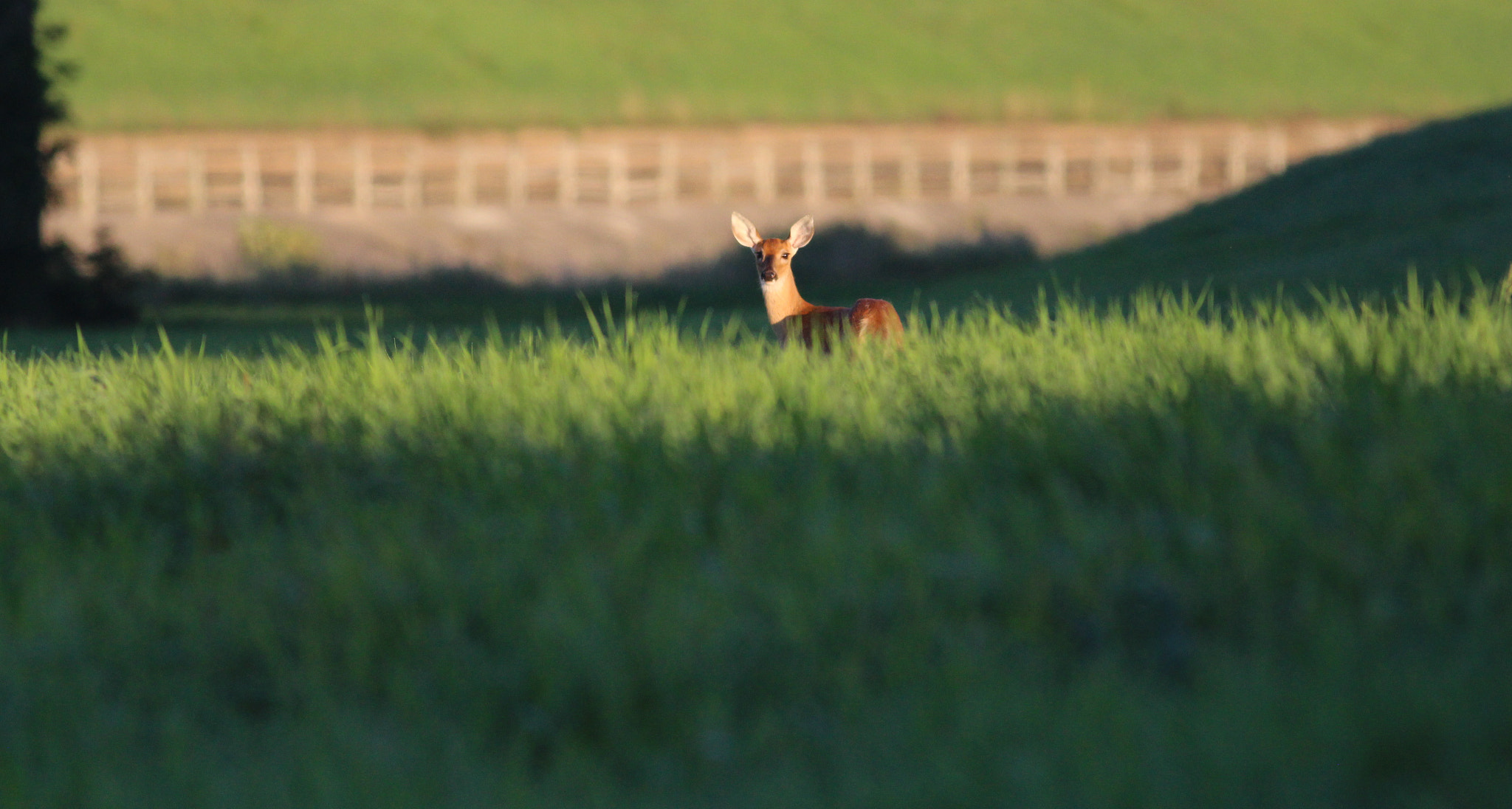 Canon EOS 700D (EOS Rebel T5i / EOS Kiss X7i) + Canon EF 400mm F5.6L USM sample photo. Small town, america. photography