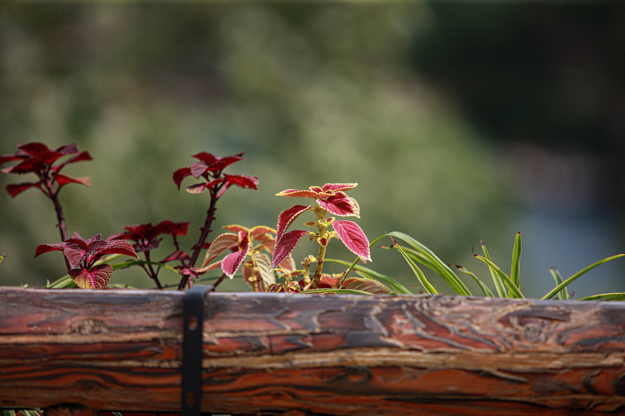 Canon EOS-1Ds Mark III sample photo