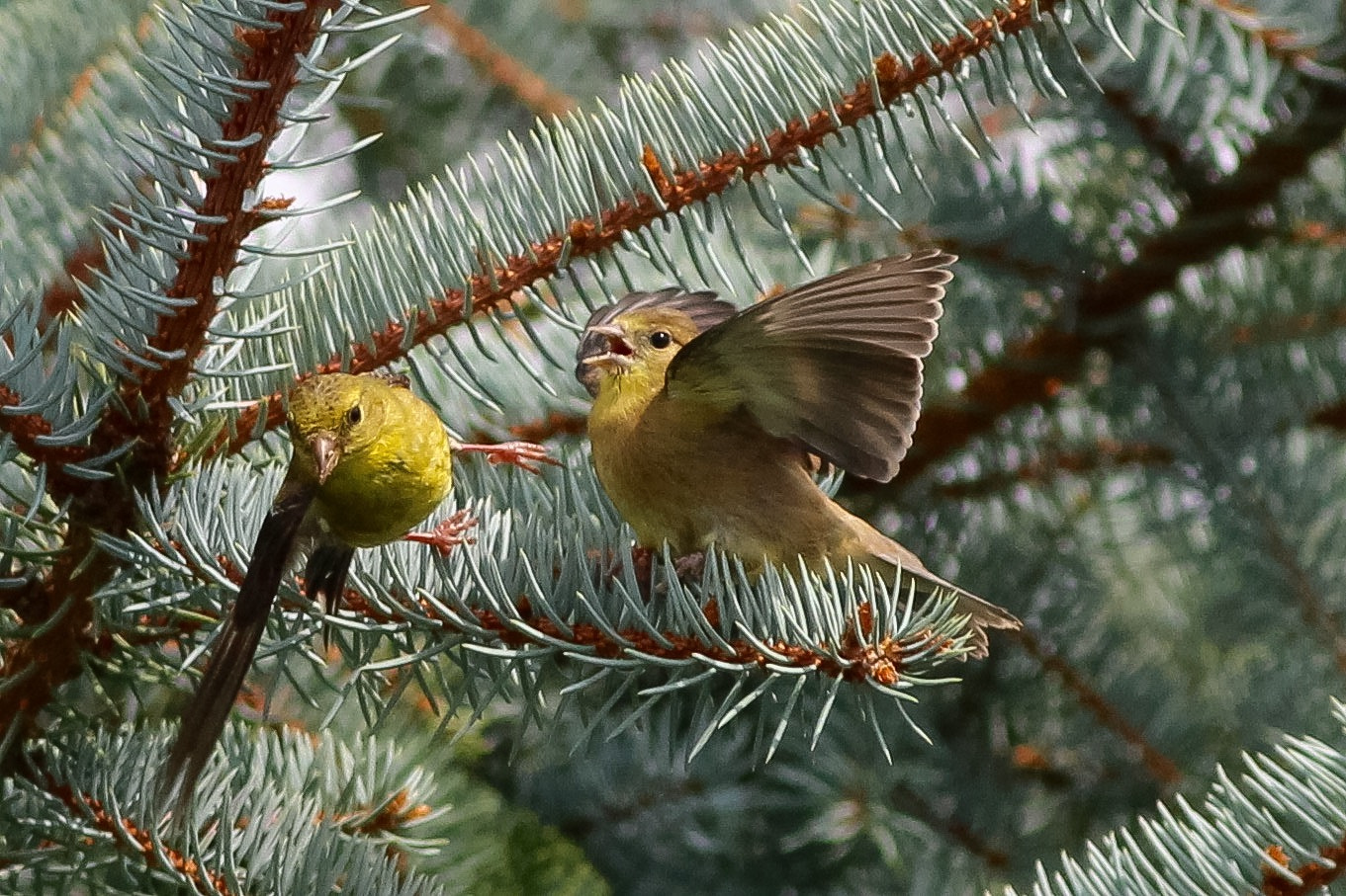 Canon EOS 700D (EOS Rebel T5i / EOS Kiss X7i) sample photo. Feeding time is over, time to move on! photography