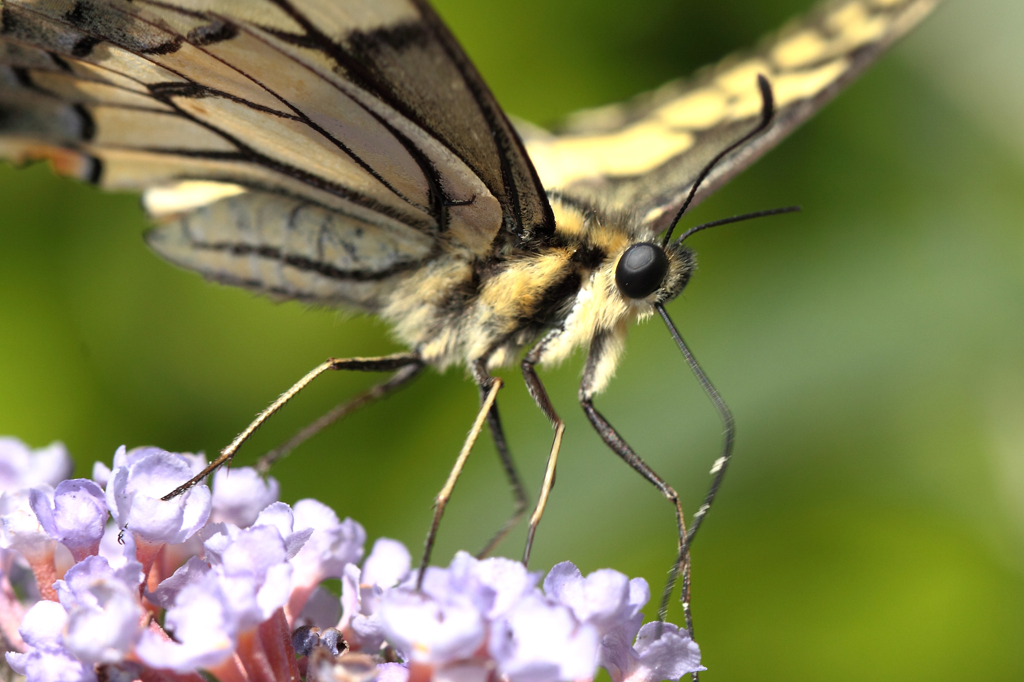Canon EOS 50D + Canon EF 100mm F2.8L Macro IS USM sample photo. The old world swallowtail, papilio machaon photography