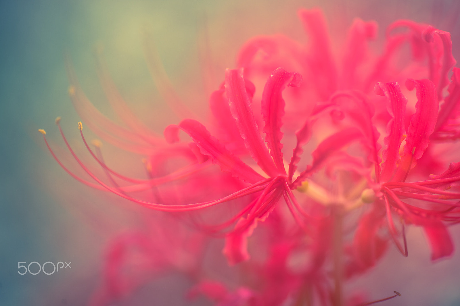 Nikon Df sample photo. Red photography