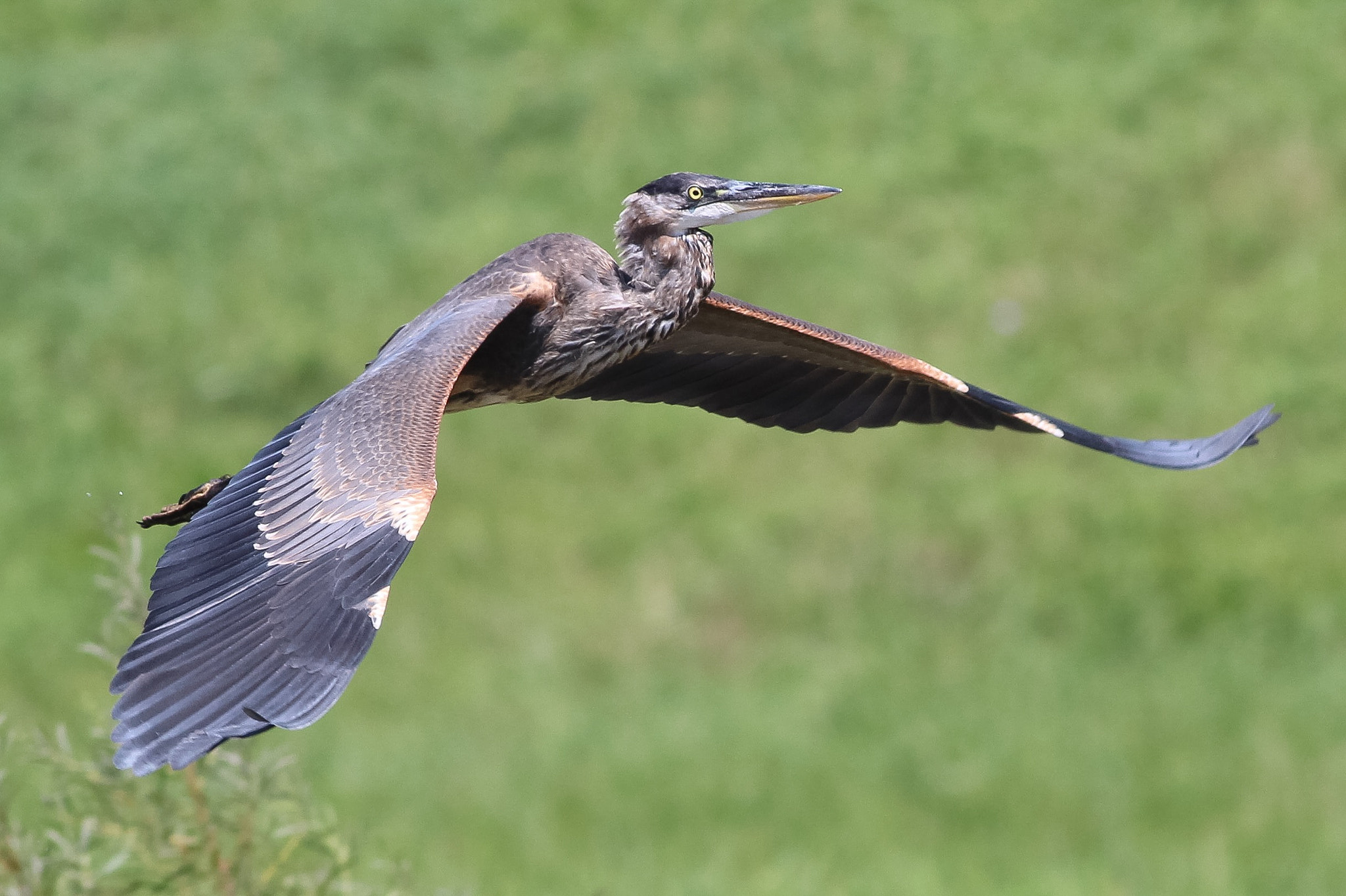 Canon EOS 700D (EOS Rebel T5i / EOS Kiss X7i) sample photo. Blue heron. can always count on my friend. photography