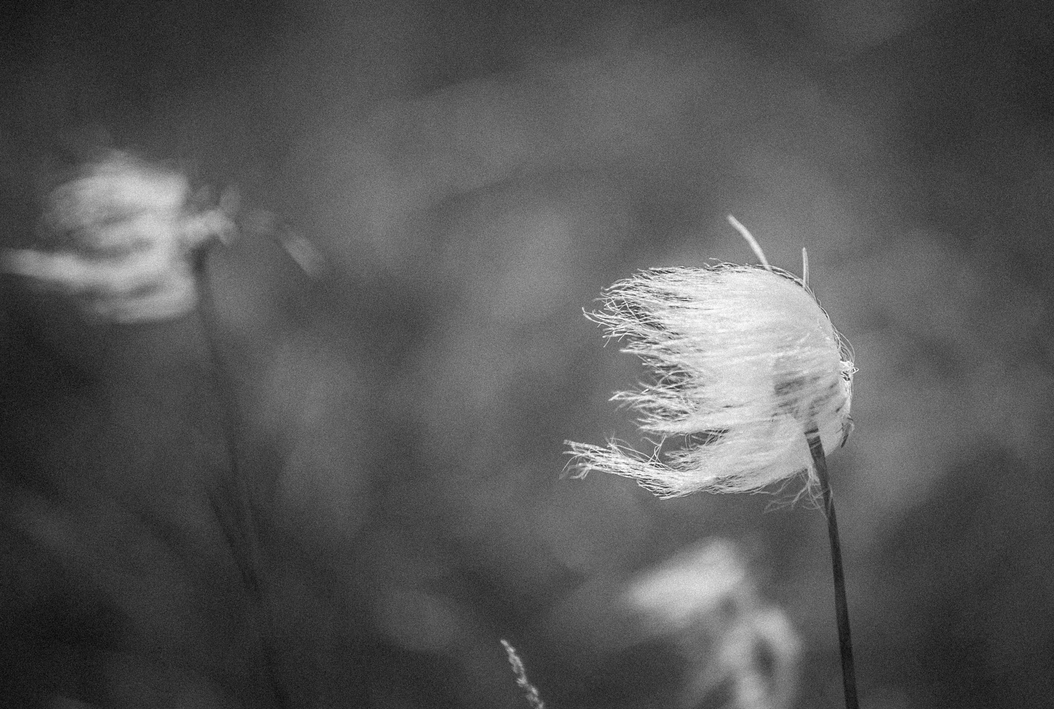 Nikon AF-S Nikkor 70-200mm F4G ED VR sample photo. Cotton grass photography