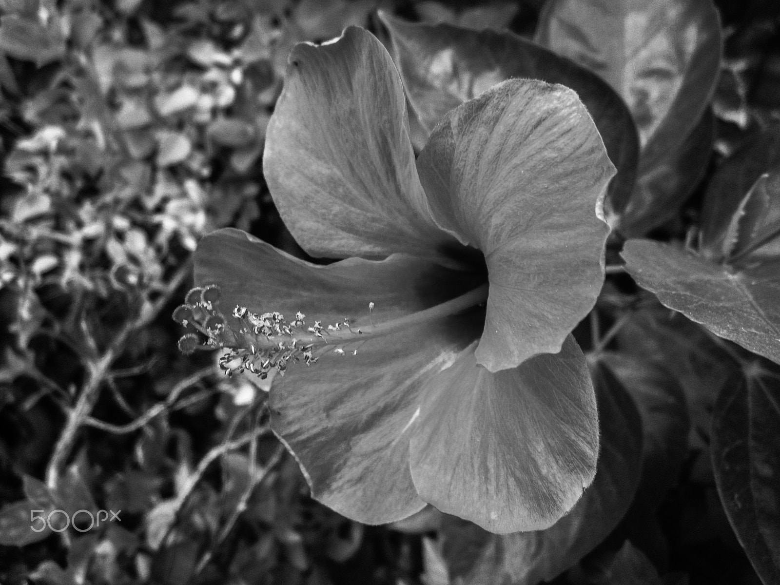 Canon PowerShot A1200 sample photo. Hibiscus (b&w) photography