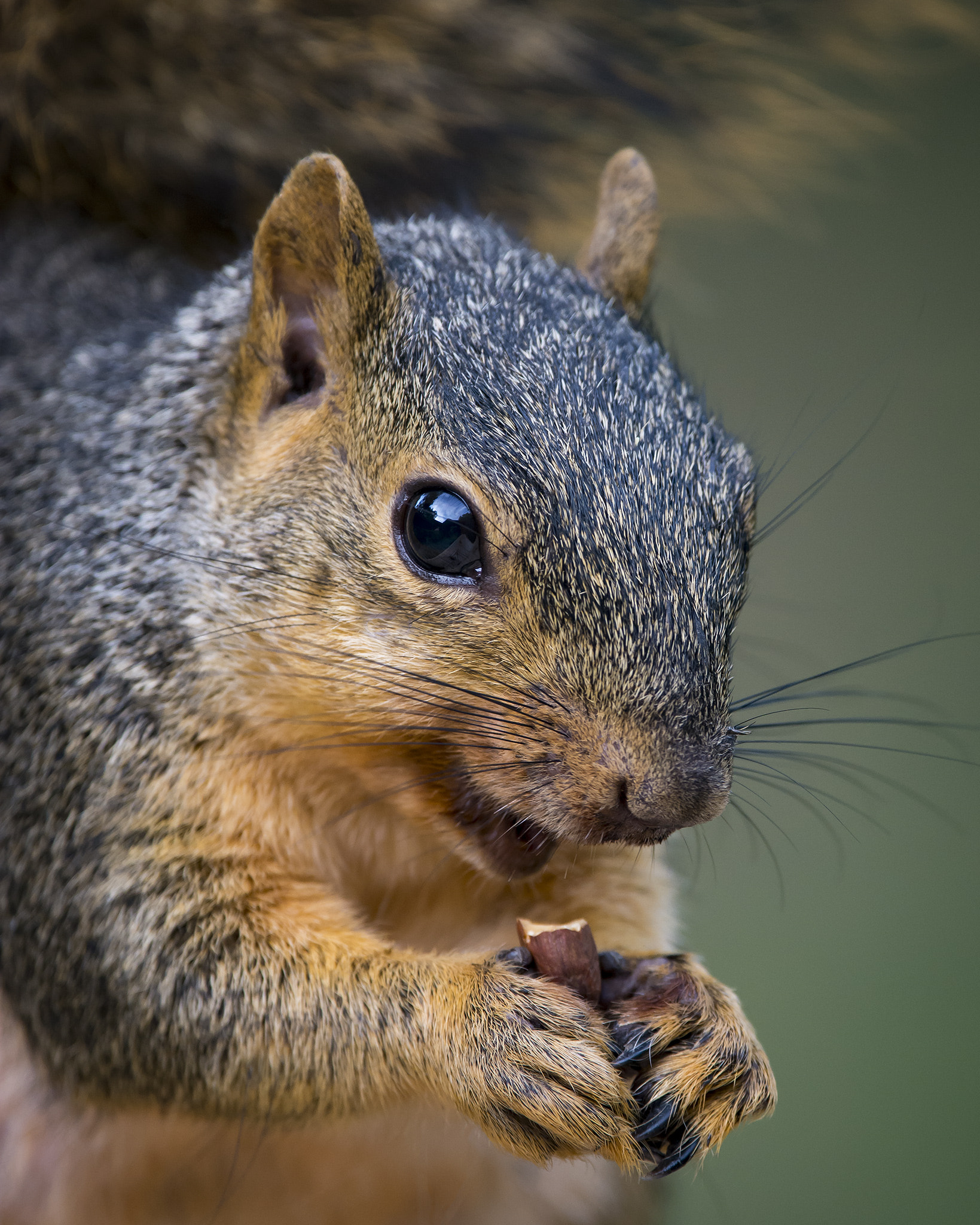 Nikon Nikkor AF-S 300mm F4E PF ED VR sample photo. Almonds! photography
