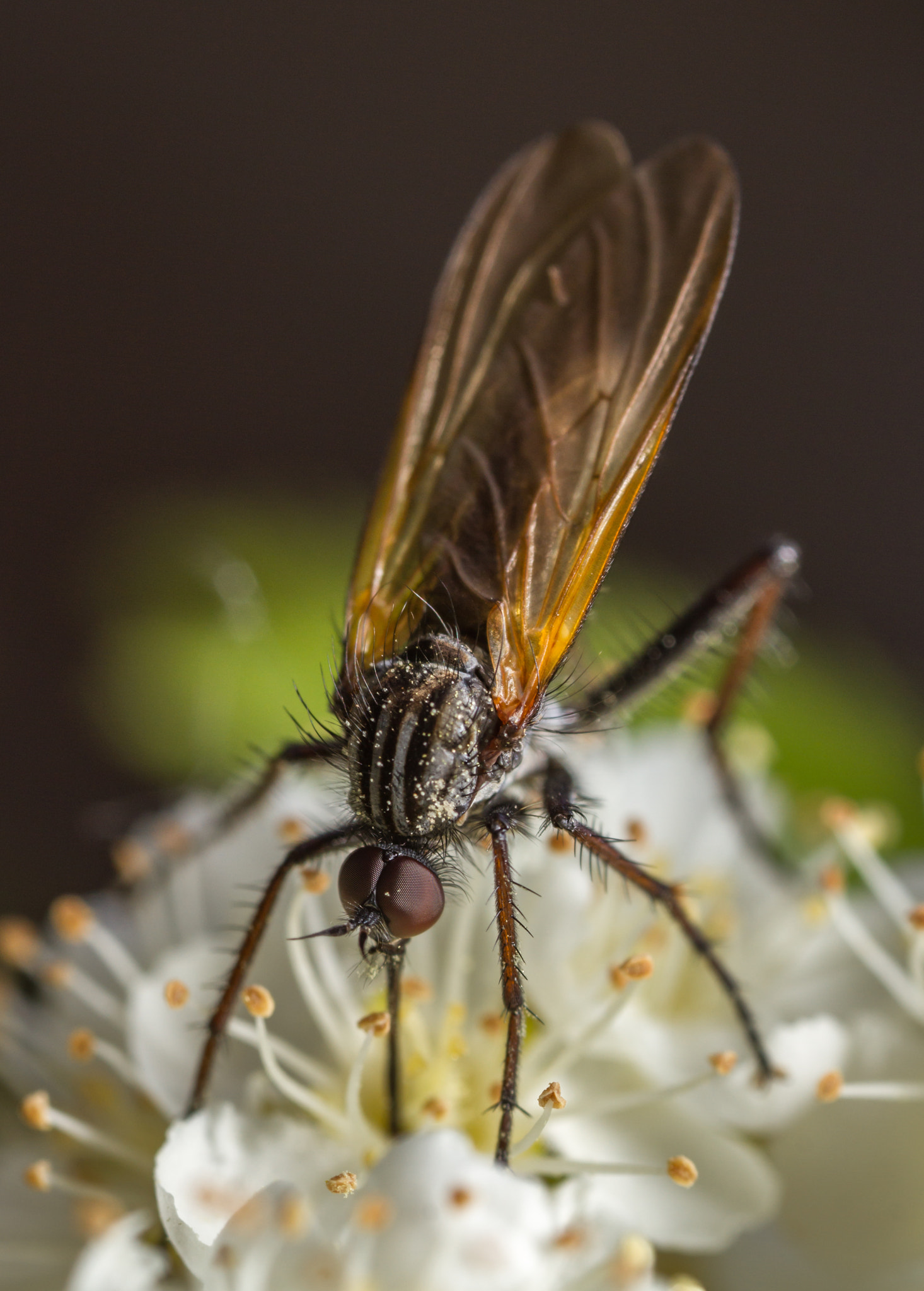 Canon MP-E 65mm F2.5 1-5x Macro Photo sample photo. Empis tessellata photography