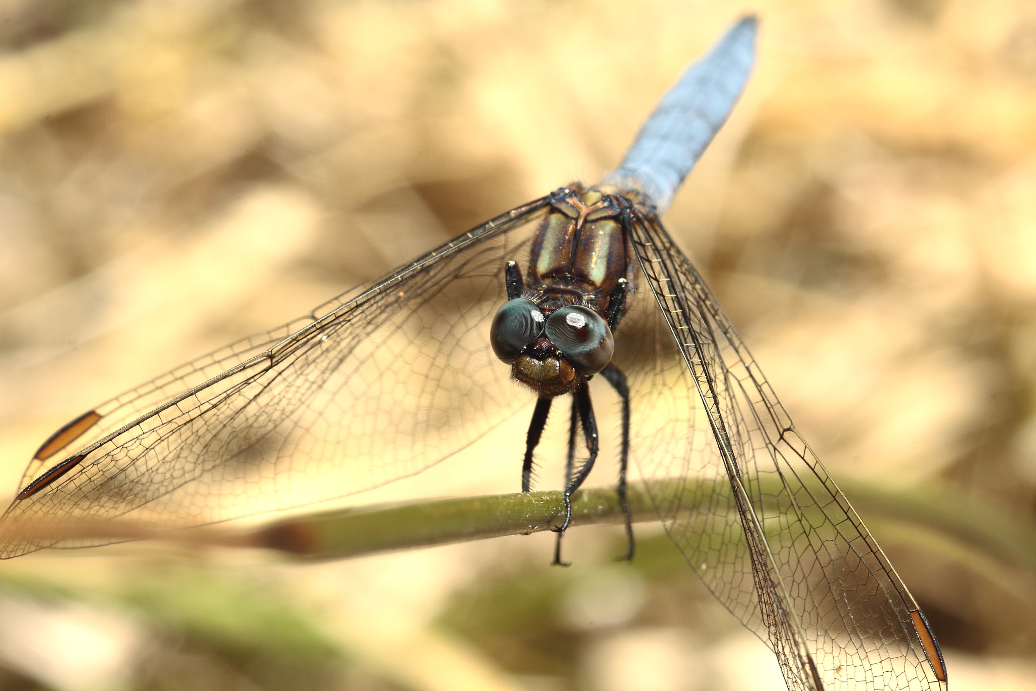 Canon EOS 50D + Canon EF 100mm F2.8L Macro IS USM sample photo. Orthetrum réticulé male ; the black-tailed skimmer photography