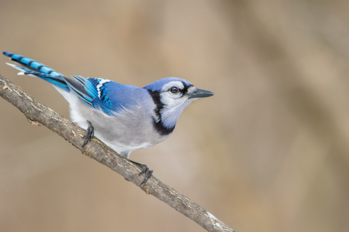 Canon EOS 7D Mark II + Canon EF 200-400mm F4L IS USM Extender 1.4x sample photo. Blue jay photography