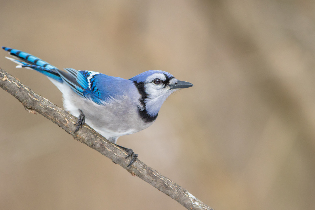 Canon EF 200-400mm F4L IS USM Extender 1.4x sample photo. Blue jay photography