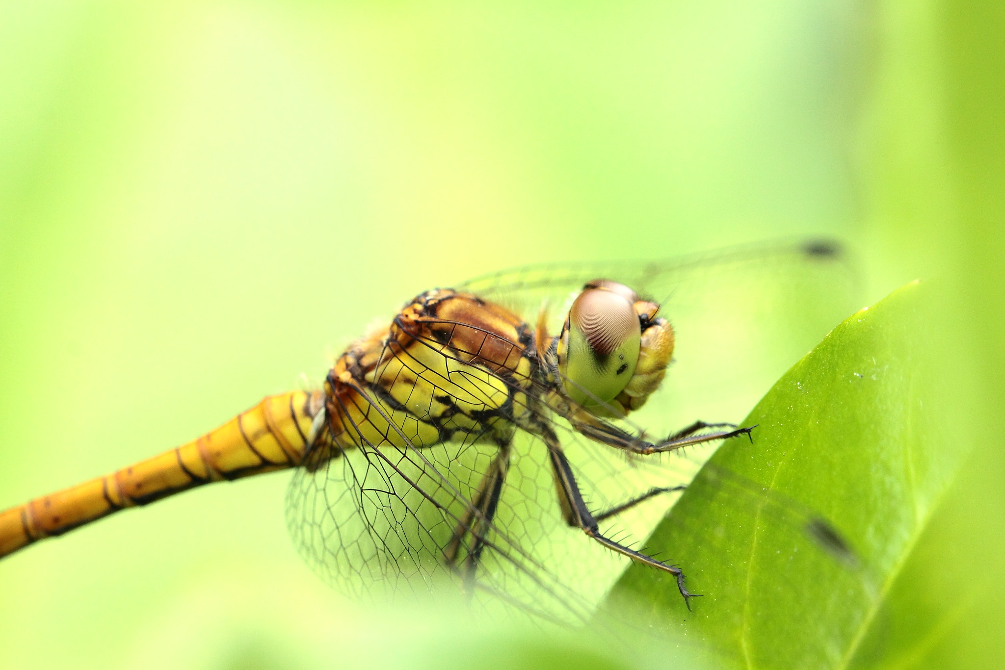 Canon EOS 50D sample photo. Orthetrum réticulé femelle ; the black-tailed skim photography