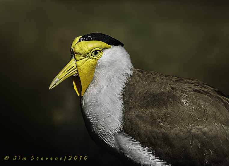 Canon EF 600mm f/4L IS sample photo. Masked lapwing plover (vanellus miles) photography