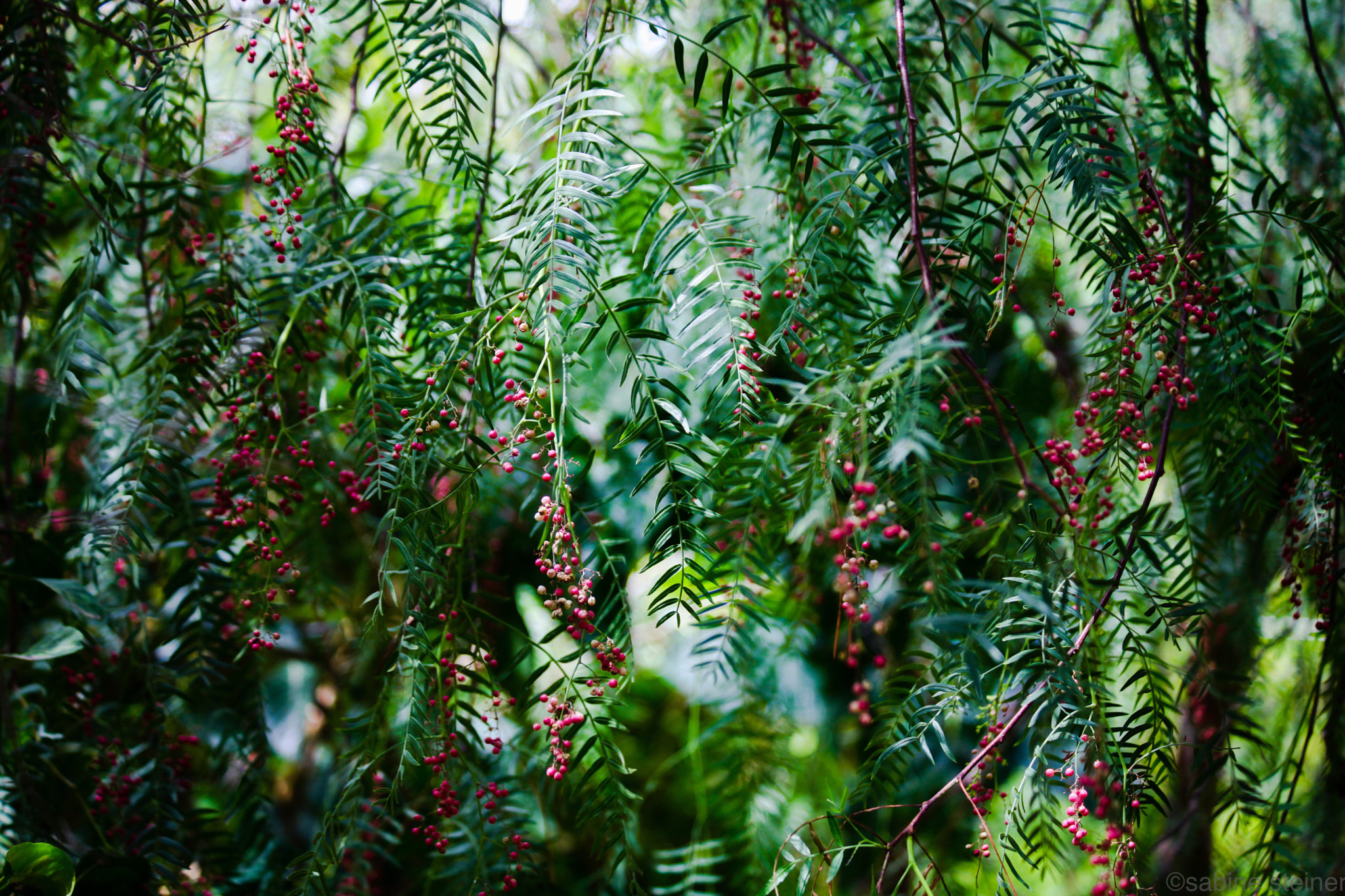 Canon EF 70-300mm F4-5.6 IS USM sample photo. Pepper tree (rosa) photography