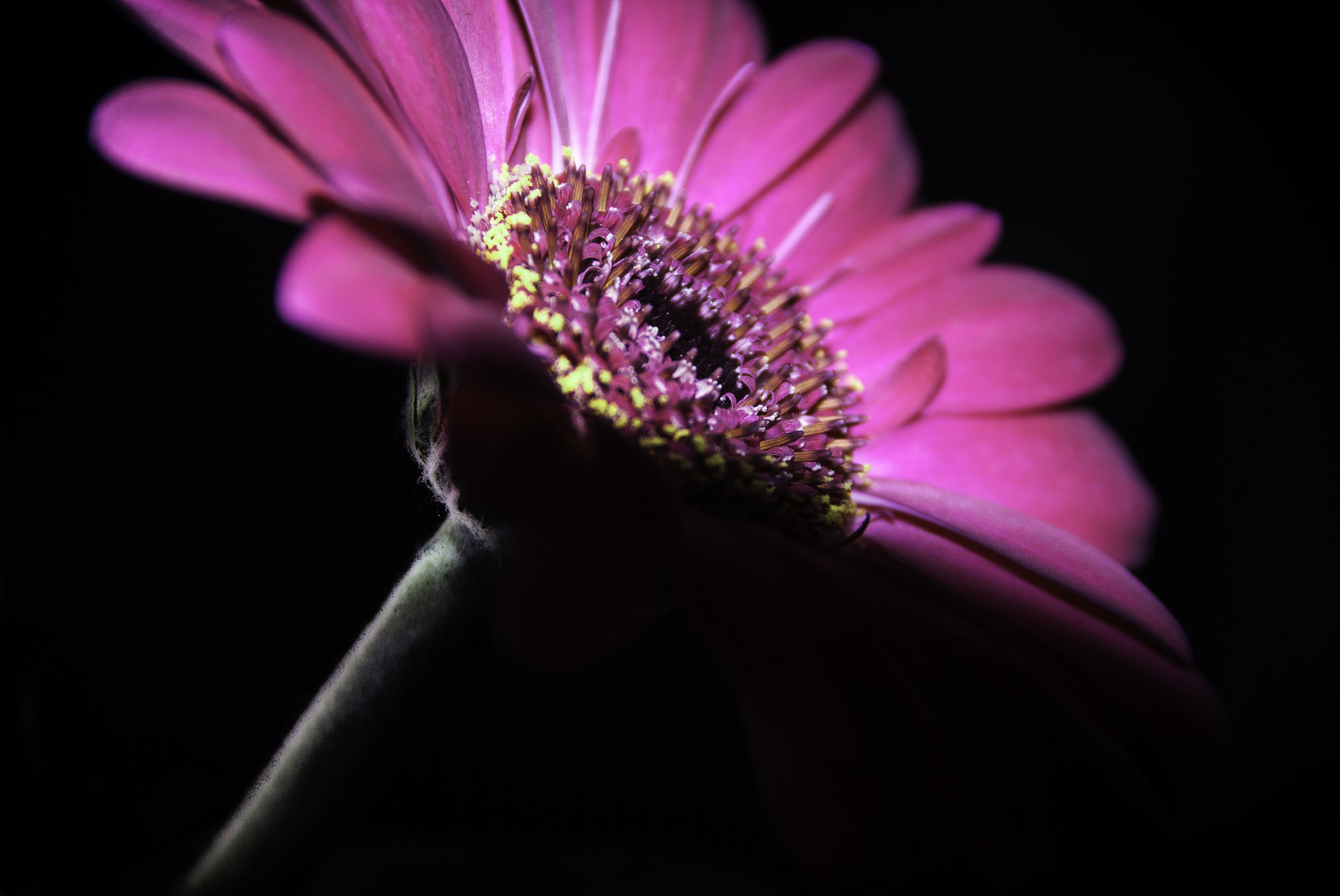 Nikon D60 + Sigma 18-200mm F3.5-6.3 DC OS HSM sample photo. Flower in the dark photography