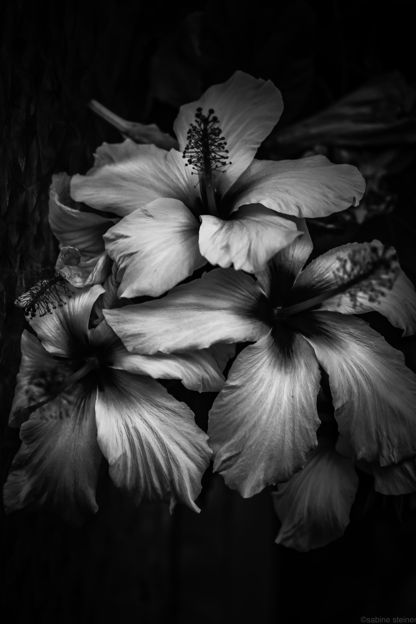 Canon EF 70-300mm F4-5.6 IS USM sample photo. Hibiscus in the darkness photography
