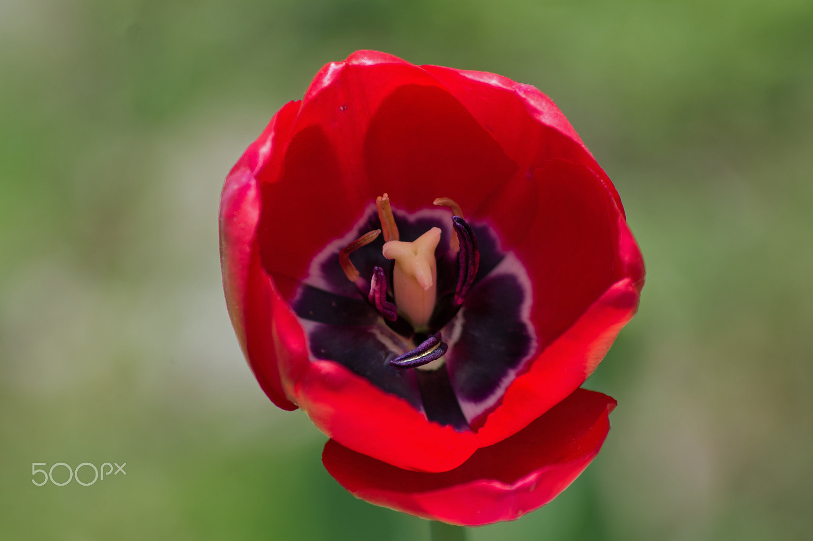Canon EOS 1100D (EOS Rebel T3 / EOS Kiss X50) sample photo. Red tulip photography