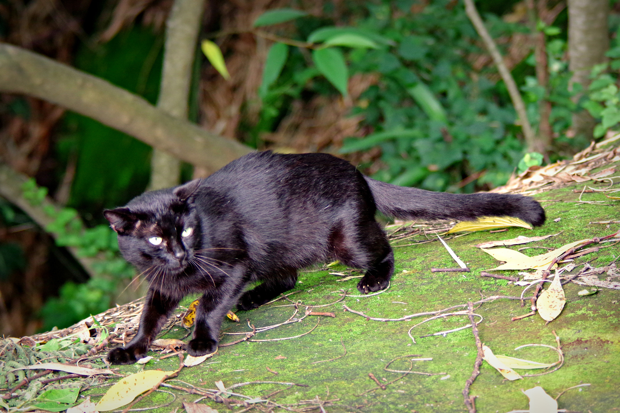 smc PENTAX-FA 80-320mm F4.5-5.6 sample photo. The panthercat photography
