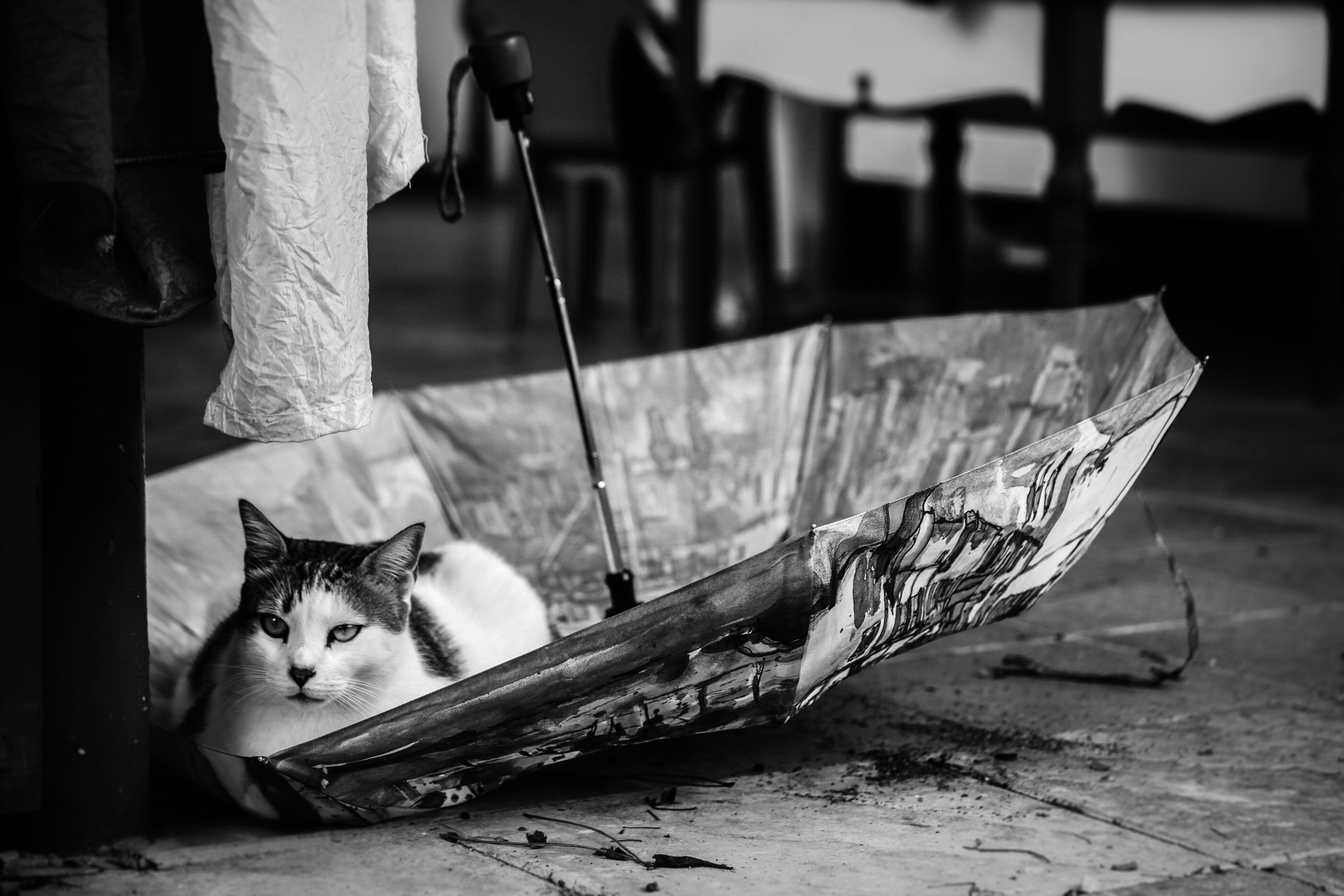 Canon EF 70-300mm F4-5.6 IS USM sample photo. Cat and ombrella photography