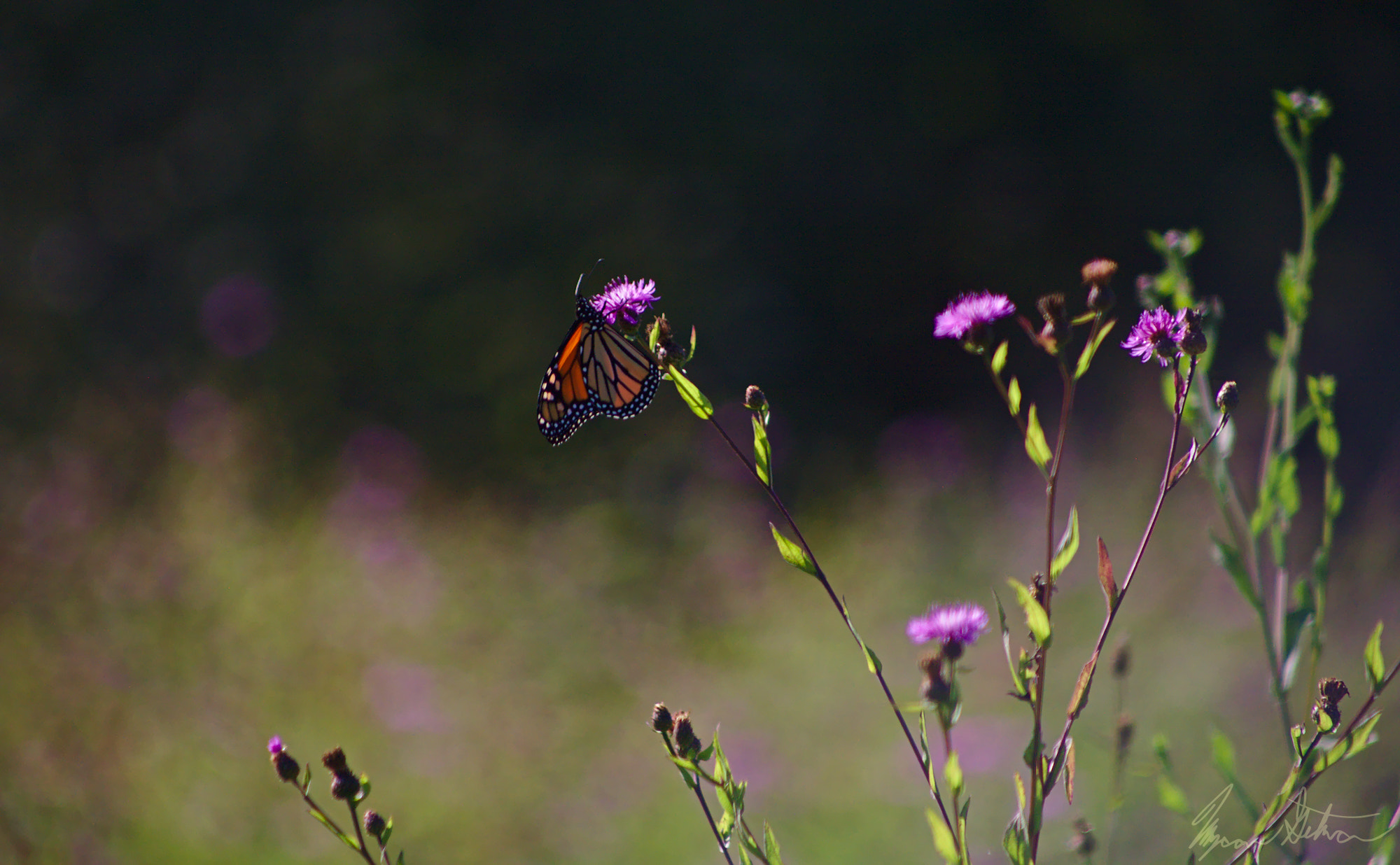 Canon EOS 5D + EF75-300mm f/4-5.6 sample photo. Monarch profile photography