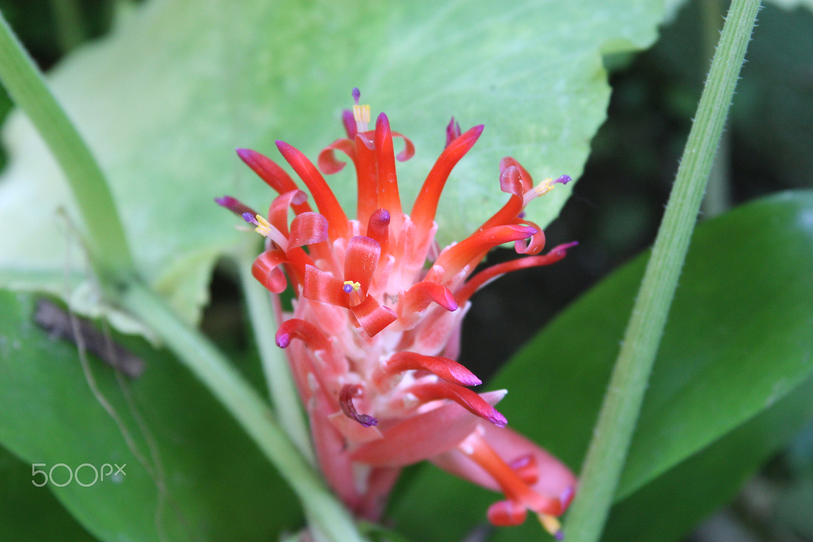 Canon EF 28-135mm F3.5-5.6 IS USM sample photo. Bromelia photography
