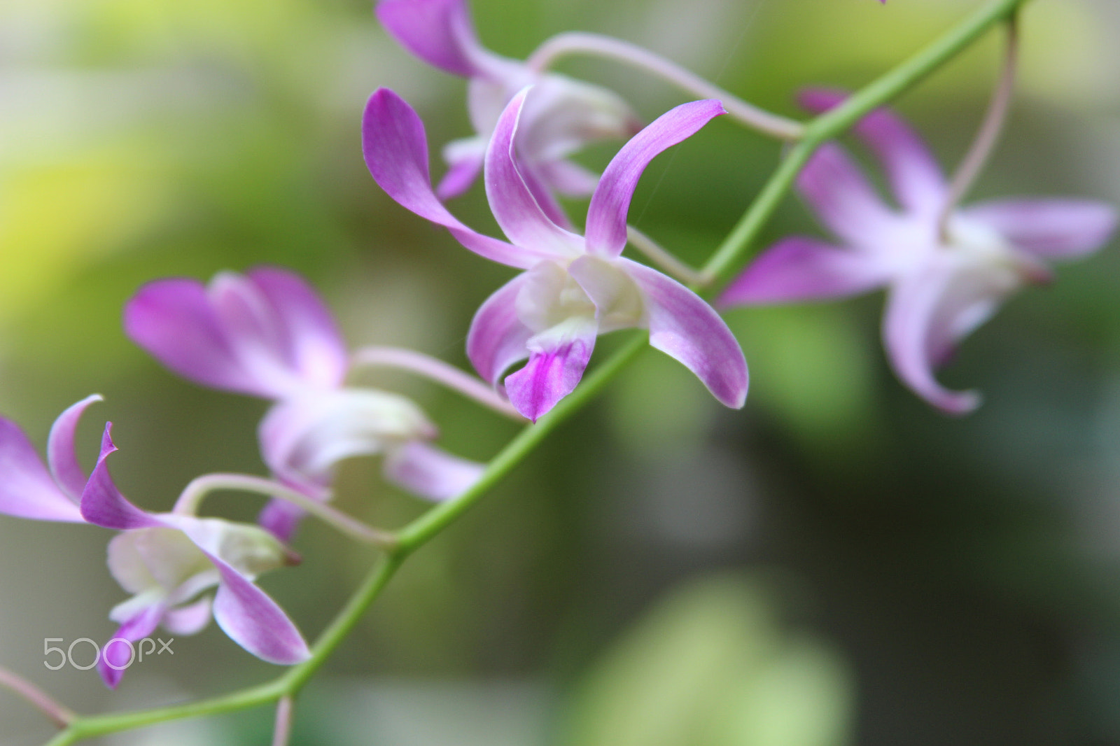 Canon EF 28-135mm F3.5-5.6 IS USM sample photo. Orquidea photography
