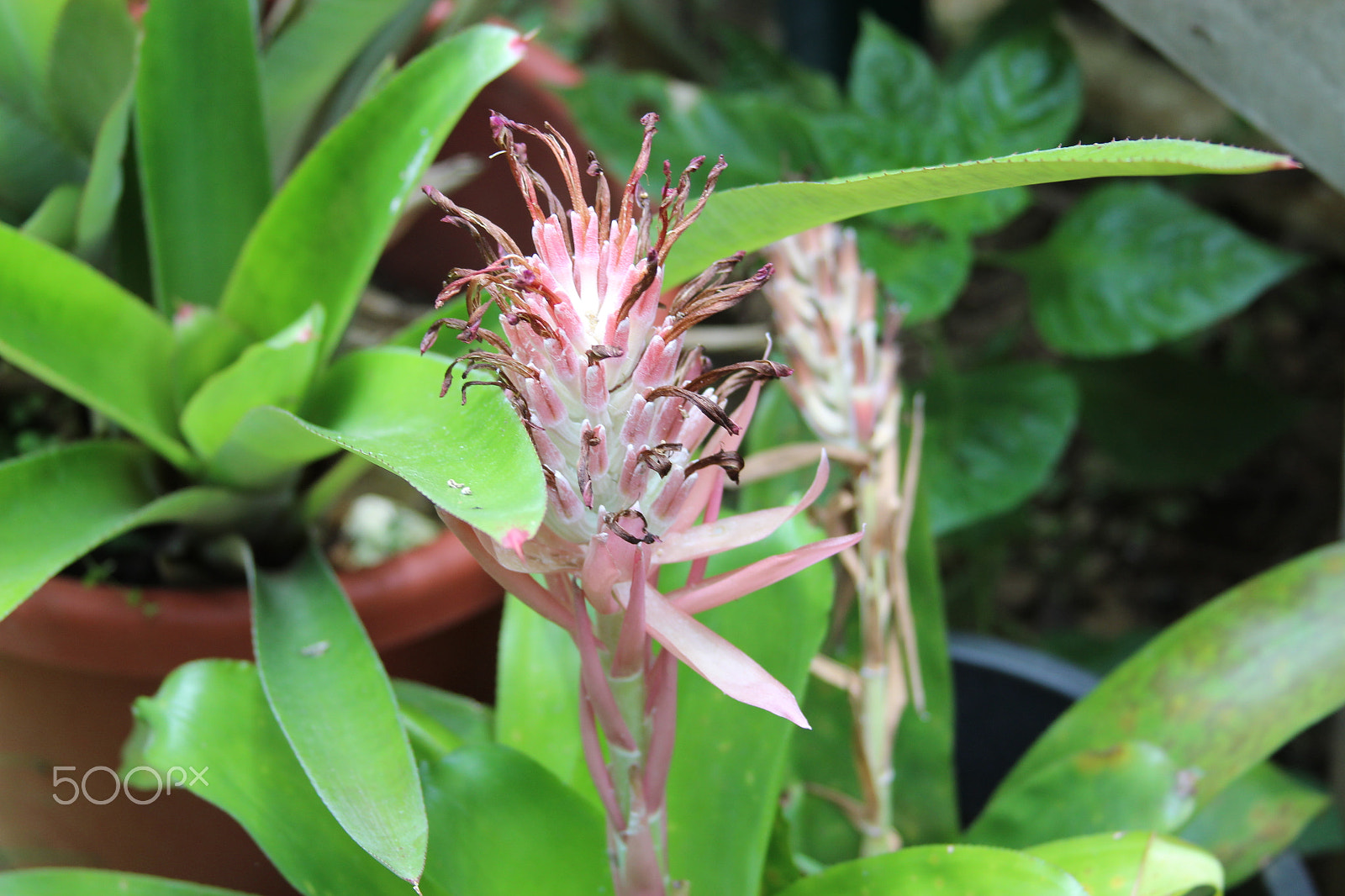 Canon EF 28-135mm F3.5-5.6 IS USM sample photo. Bromelia photography