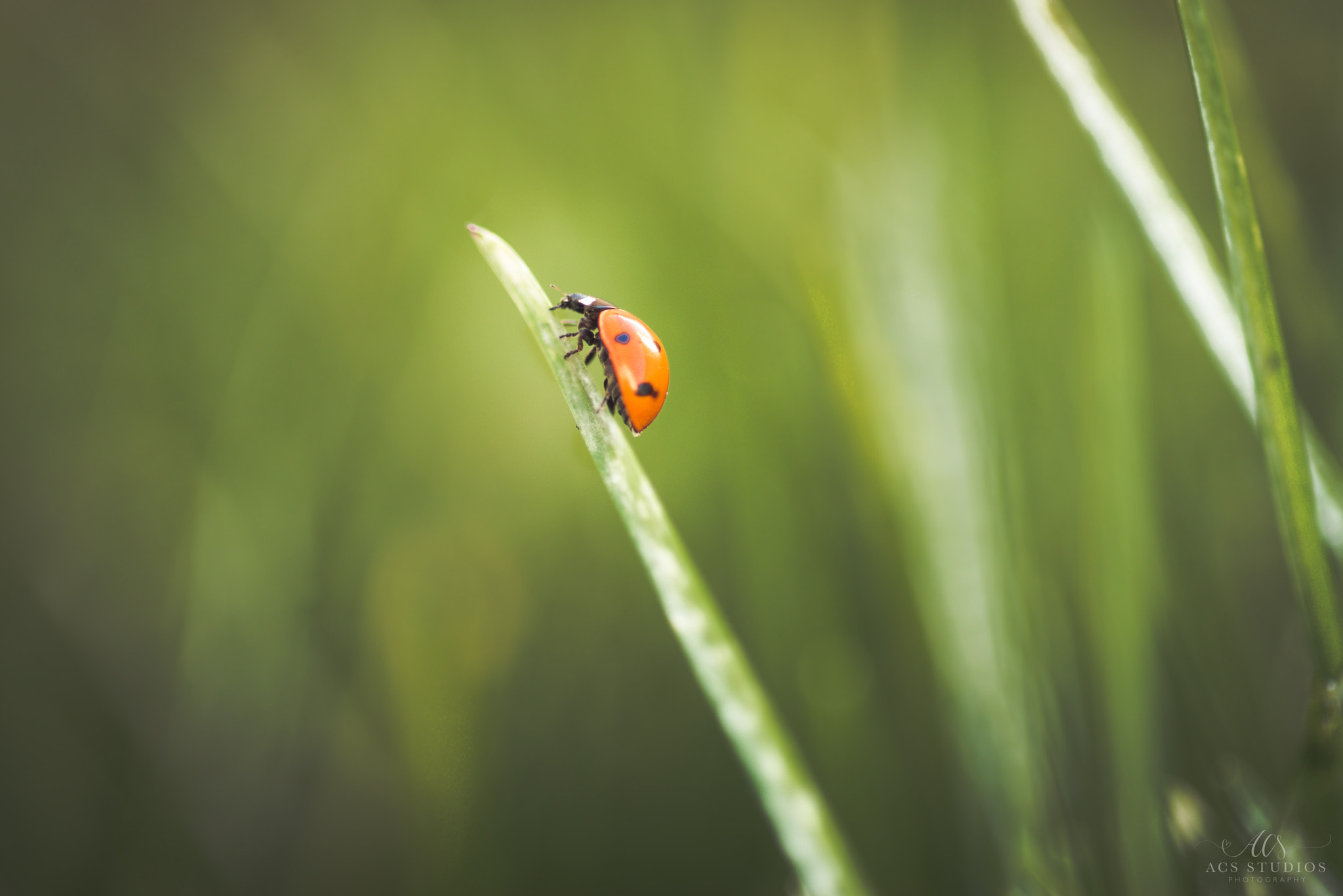 Nikon D800 + AF Micro-Nikkor 105mm f/2.8 sample photo. A bug photography