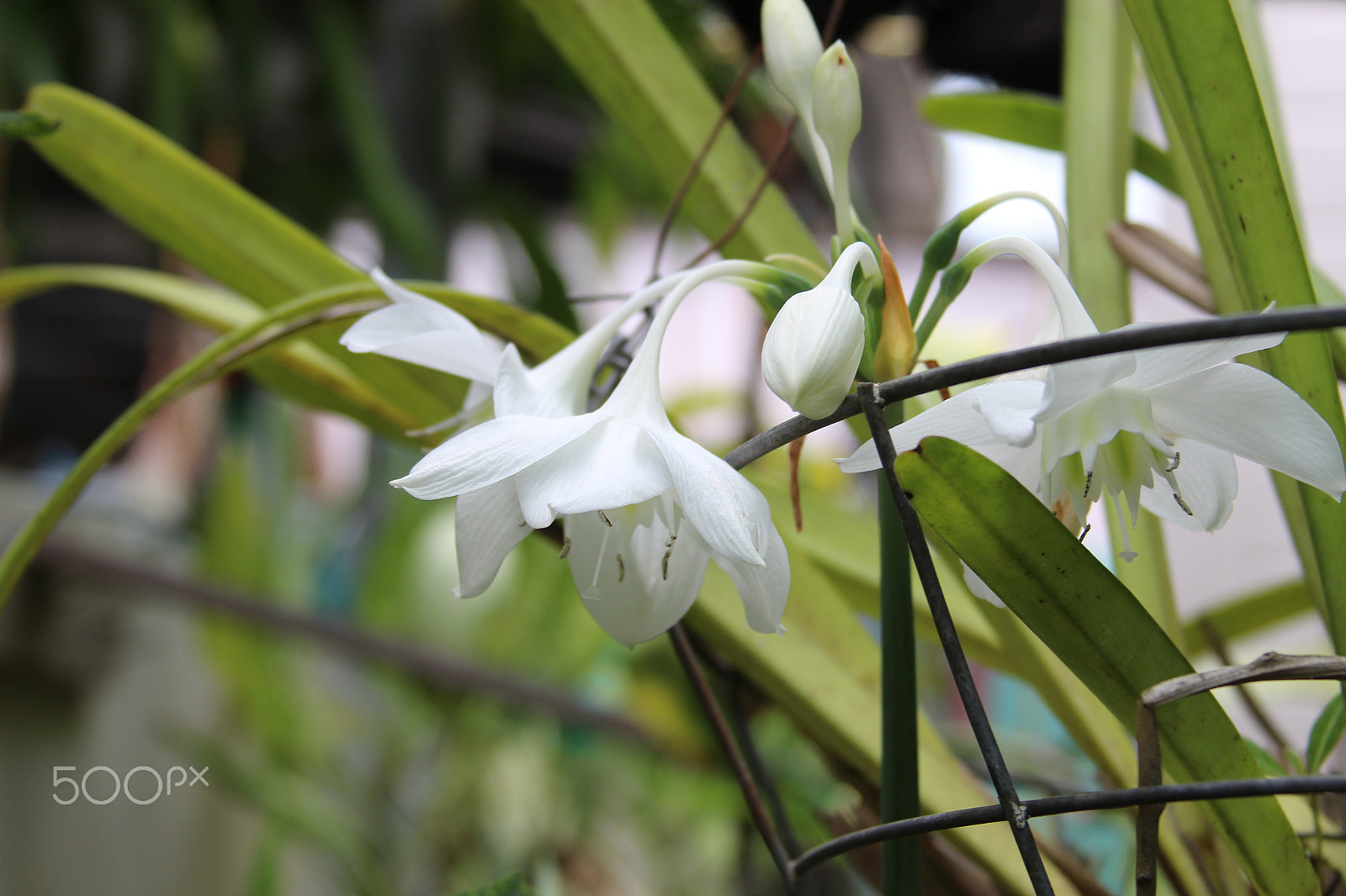 Canon EF 28-135mm F3.5-5.6 IS USM sample photo. Orquidea photography