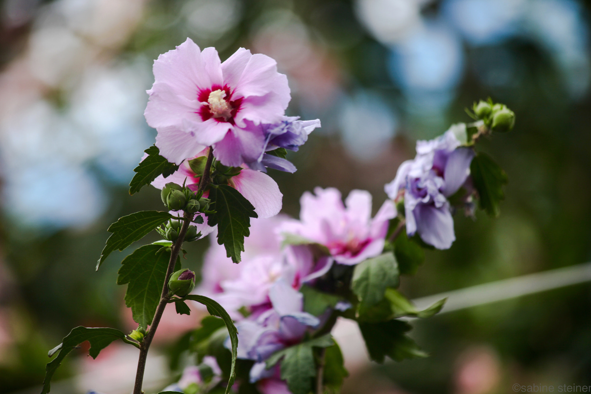 Canon EF 70-300mm F4-5.6 IS USM sample photo. Lila flower photography