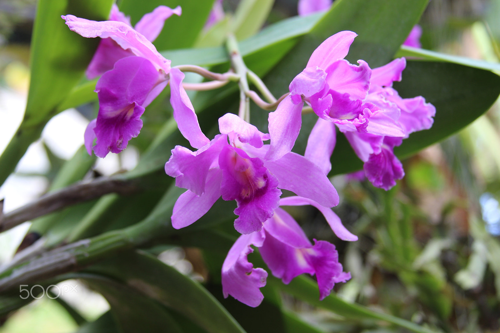 Canon EF 28-135mm F3.5-5.6 IS USM sample photo. Orquidea photography