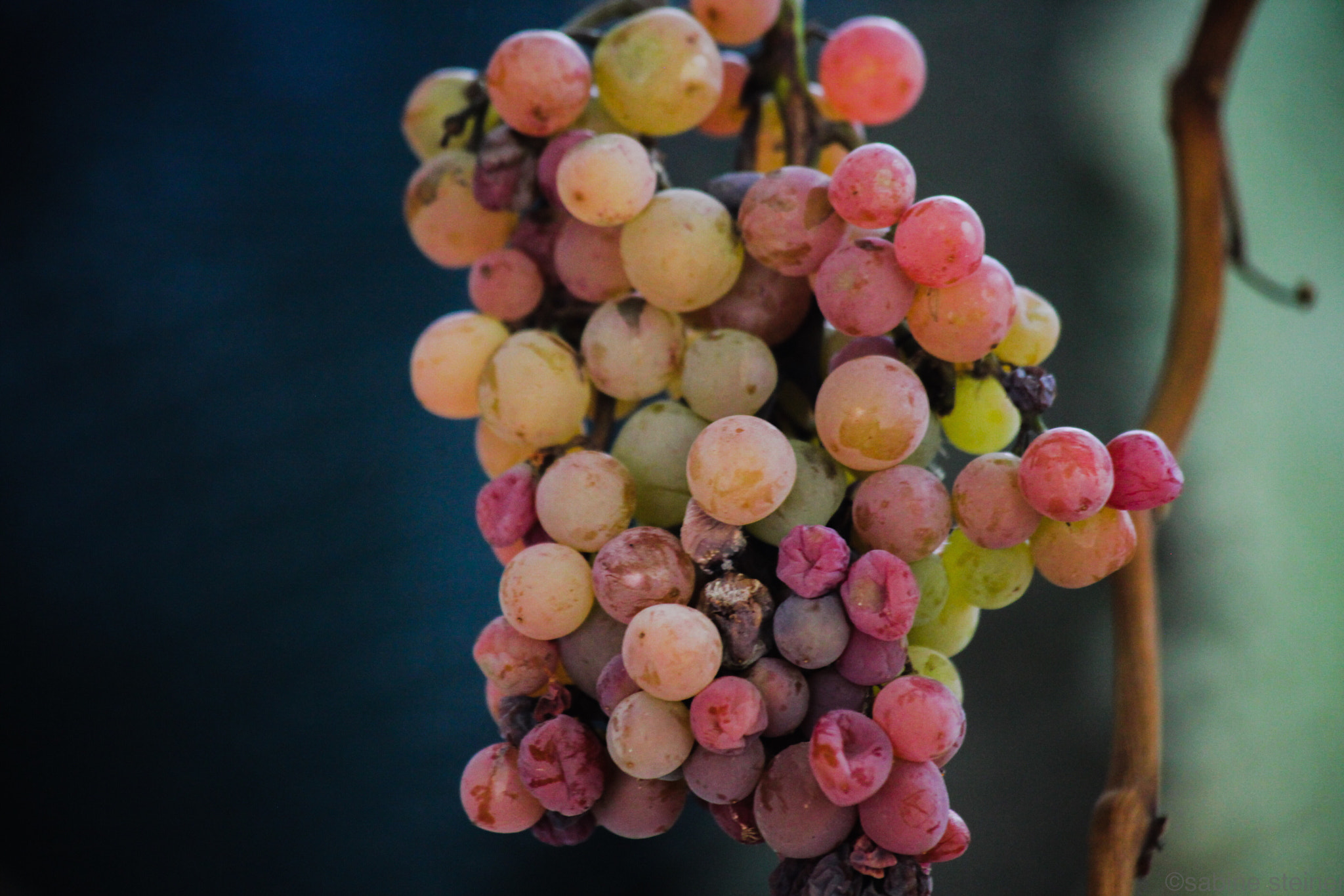 Canon EF 70-300mm F4-5.6 IS USM sample photo. Grape photography