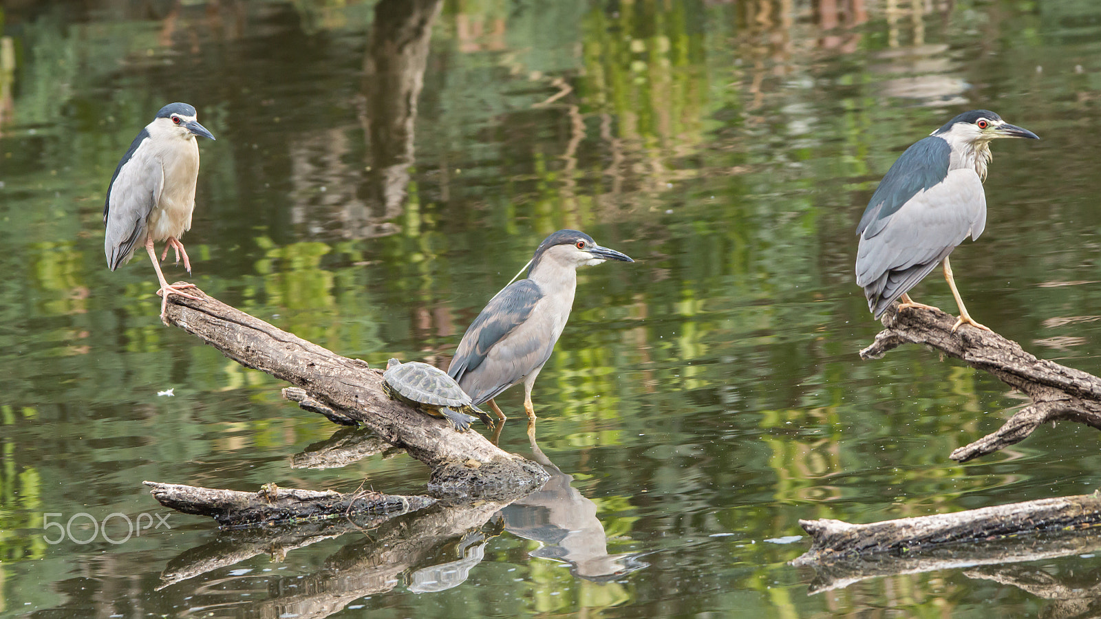 150-600mm F5-6.3 DG OS HSM | Contemporary 015 sample photo. Img photography