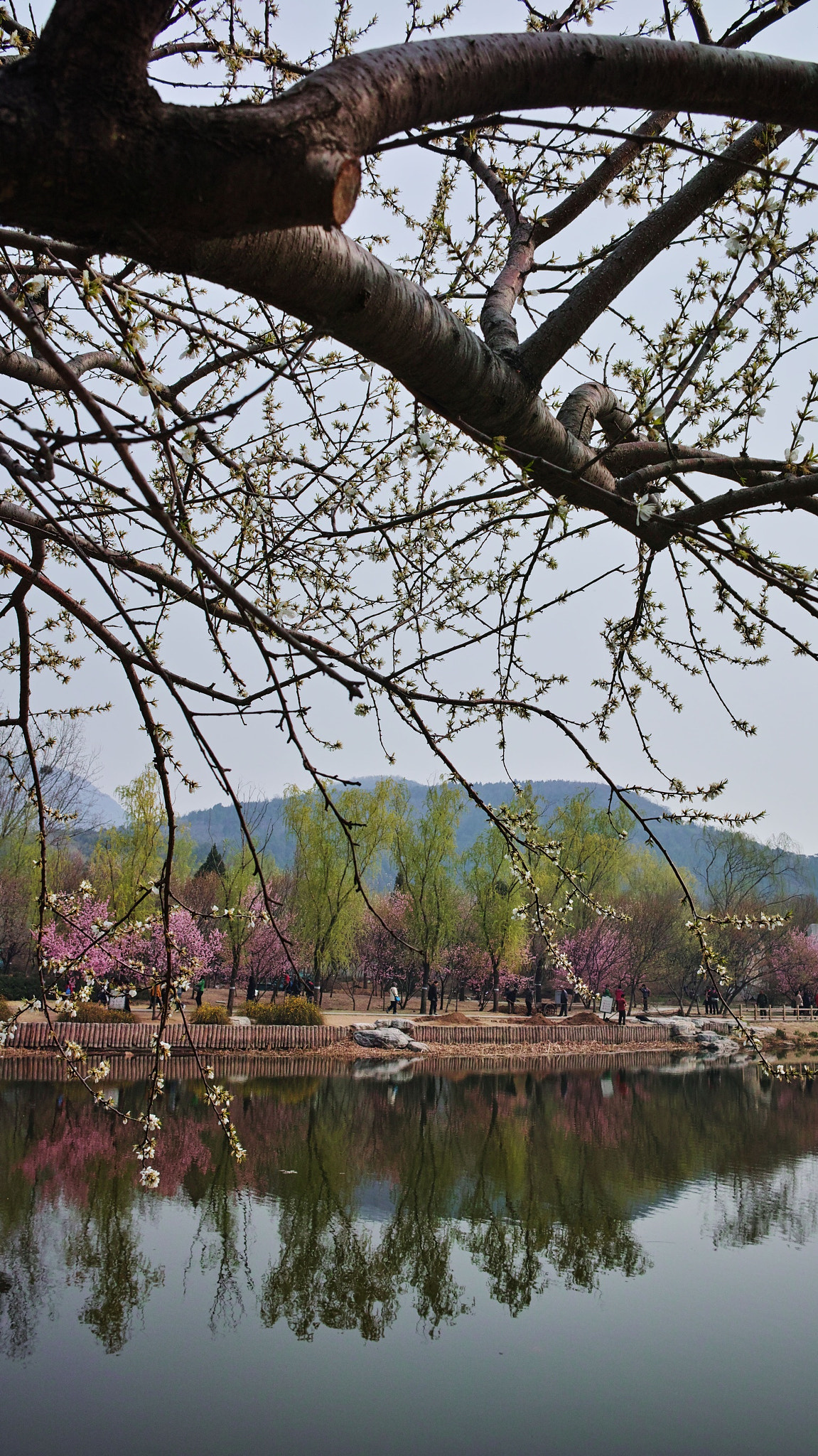 Sigma dp1 Quattro sample photo. 桃花岸影 photography