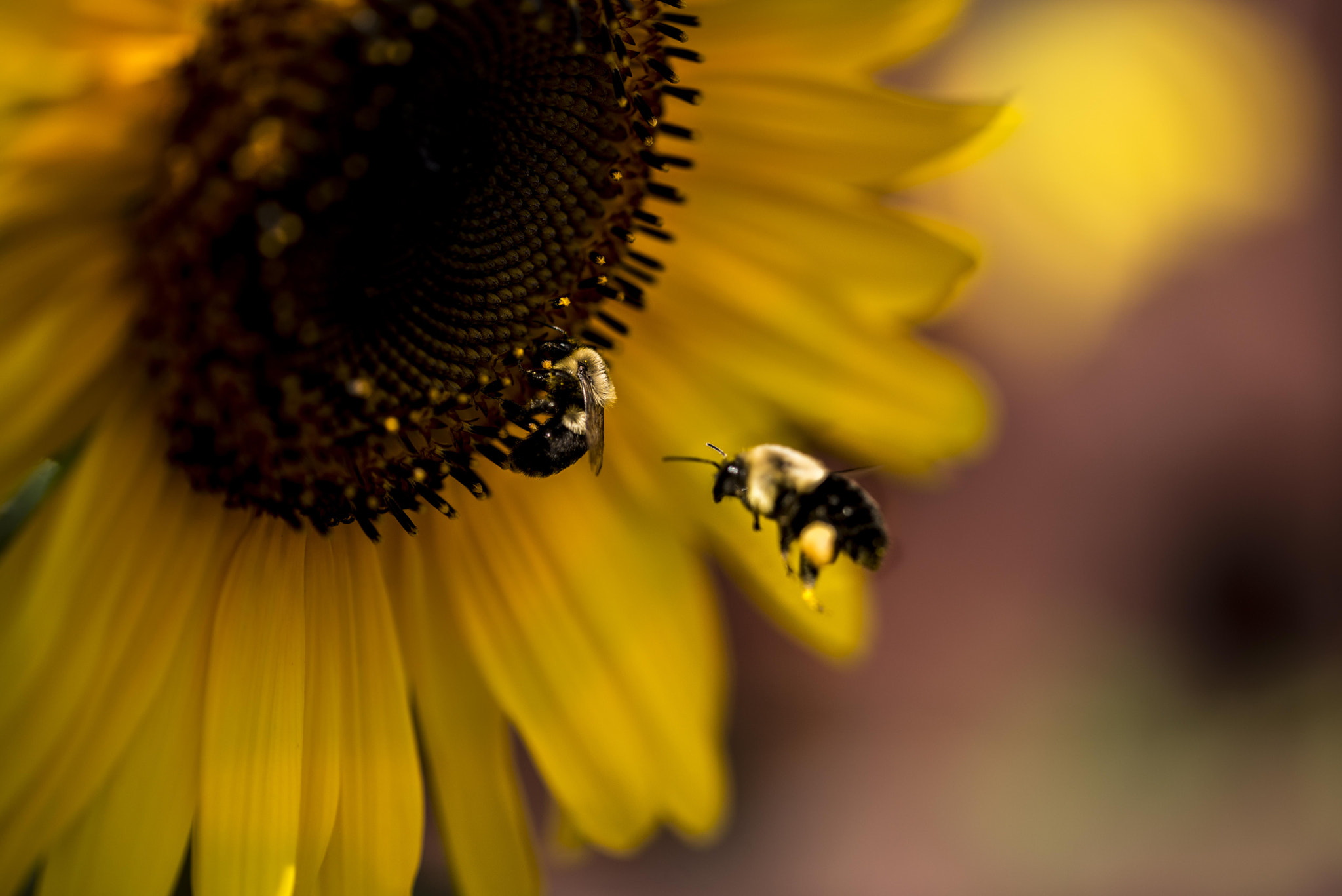 Nikon D800E sample photo. Honey bees photography