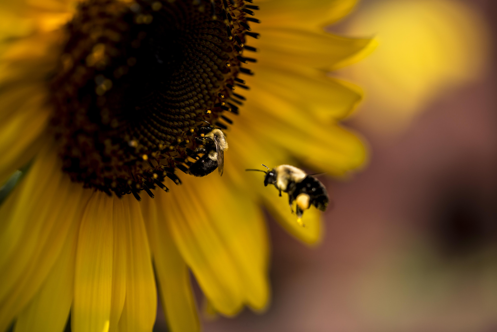Sigma 105mm F2.8 EX DG OS HSM sample photo. Honey bees photography