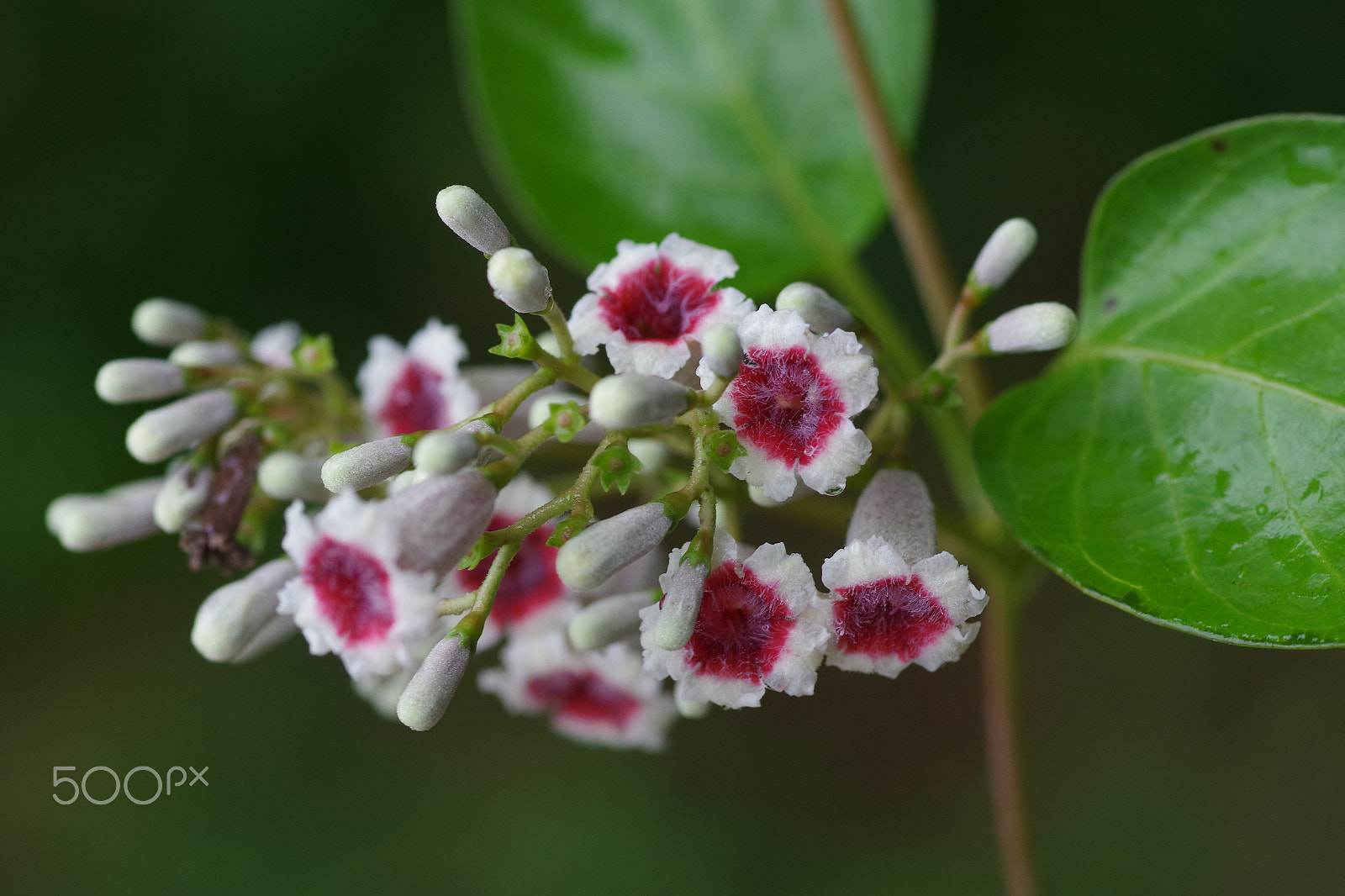 Pentax smc D-FA 100mm F2.8 Macro WR sample photo. 雞屎藤 paederia foetida photography