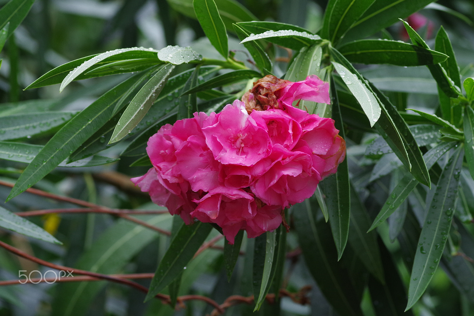 Pentax smc D-FA 100mm F2.8 Macro WR sample photo. 夾竹桃 nerium indicum photography