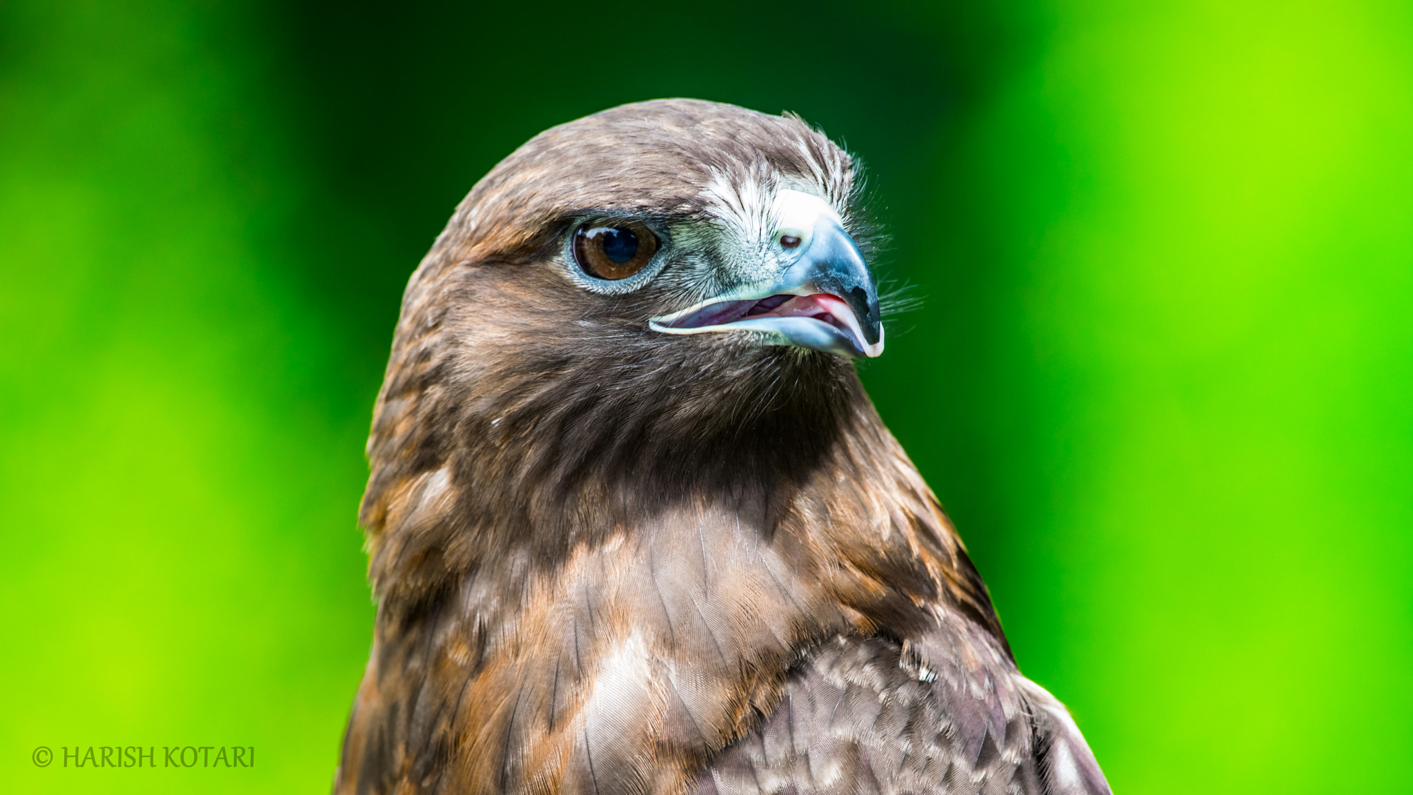 Nikon AF-S Nikkor 200-500mm F5.6E ED VR sample photo. Black kite photography