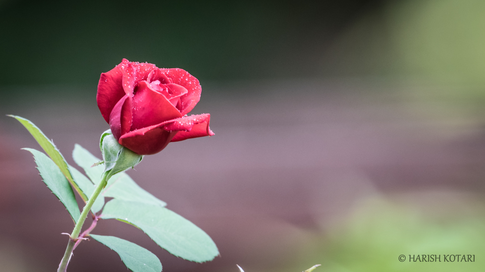 Nikon AF-S Nikkor 200-500mm F5.6E ED VR sample photo. A lovely rose with water drops. photography