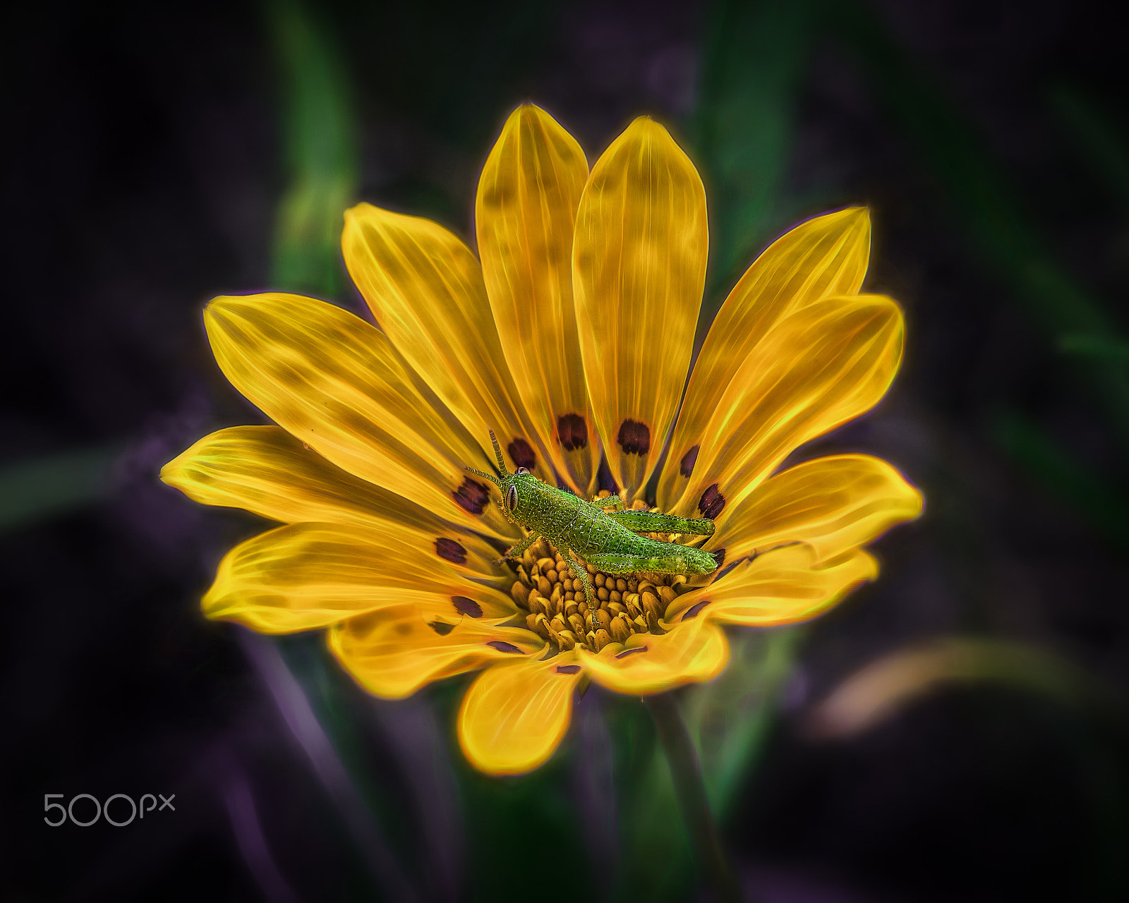 Canon EF 100mm F2.8L Macro IS USM sample photo. Daisy diaries (24) photography