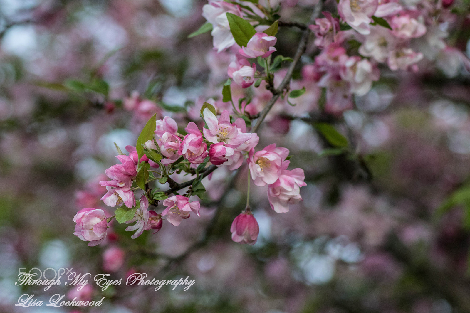 Canon EOS 750D (EOS Rebel T6i / EOS Kiss X8i) sample photo. Img photography