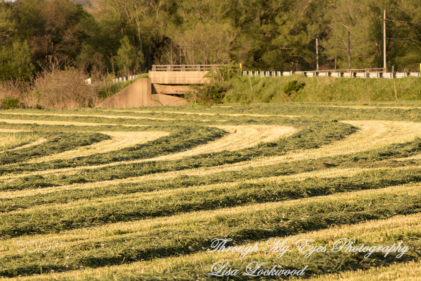 Canon EOS 750D (EOS Rebel T6i / EOS Kiss X8i) sample photo. Img photography