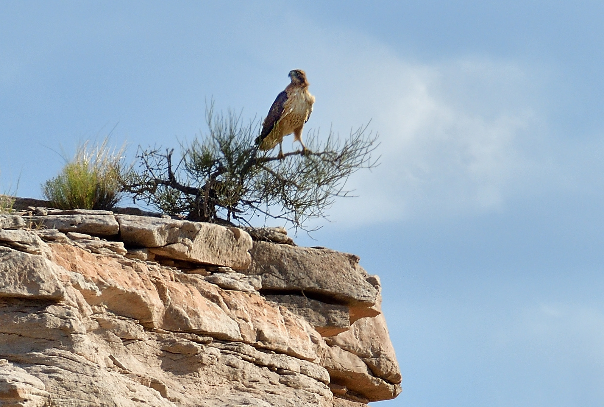 Nikon D500 sample photo. Peregrine falcon photography